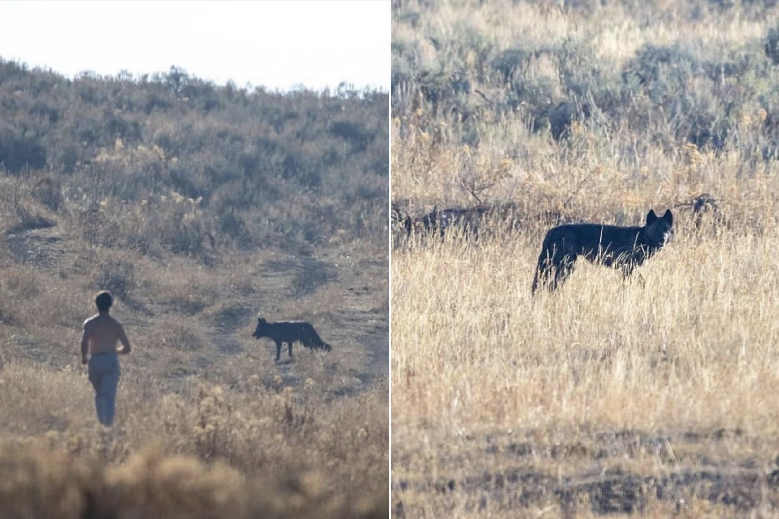 shirtless man chases wolf in Yellowstone