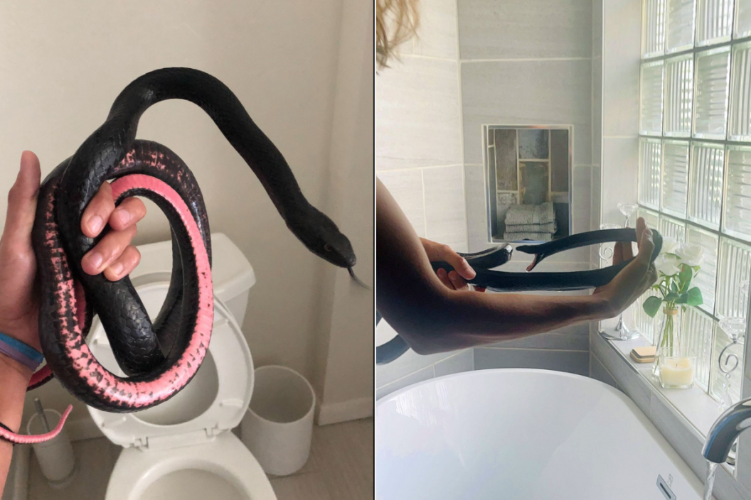 Black and pink snake found in woman's toilet.