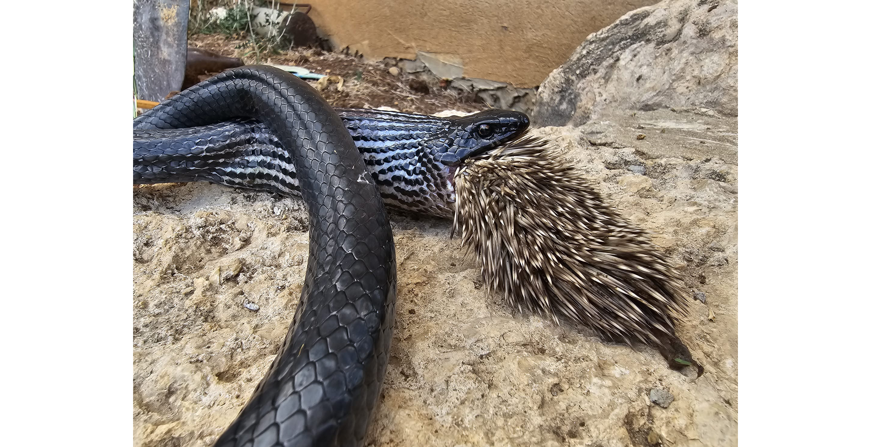 snake eats porcupine