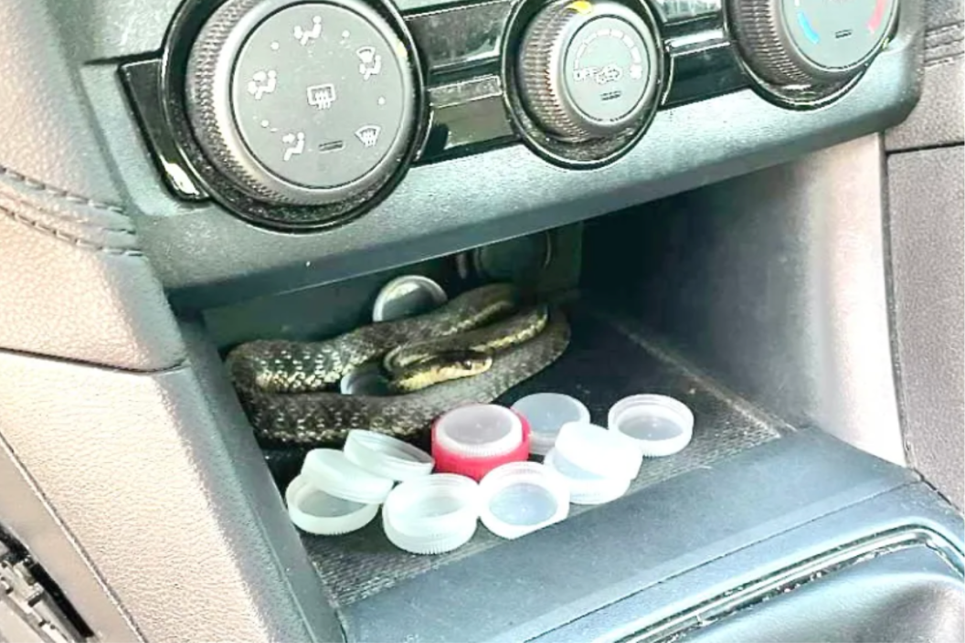 Snake sits by cup holders
