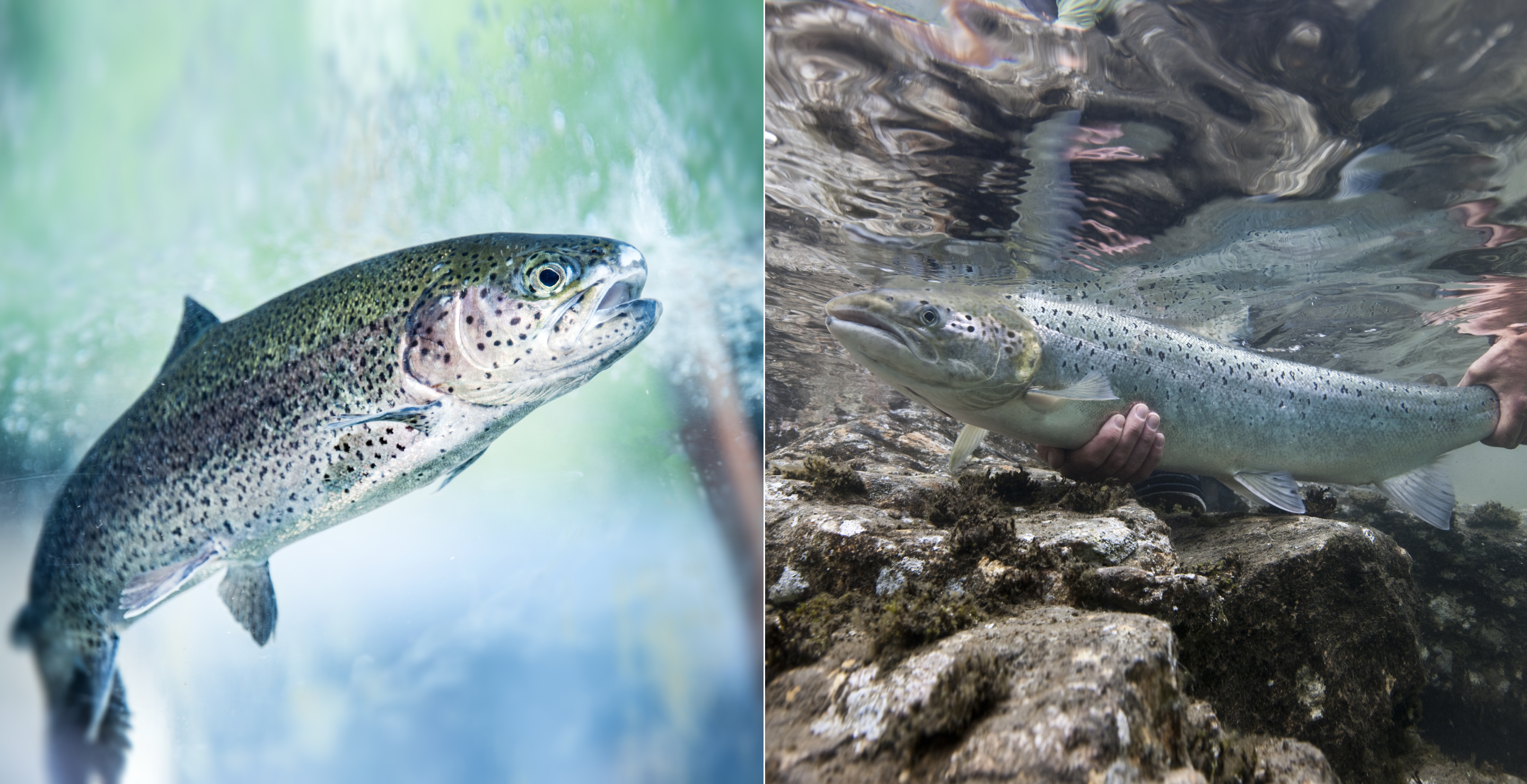 Steelhead vs. Salmon: Which Fish Is Better?