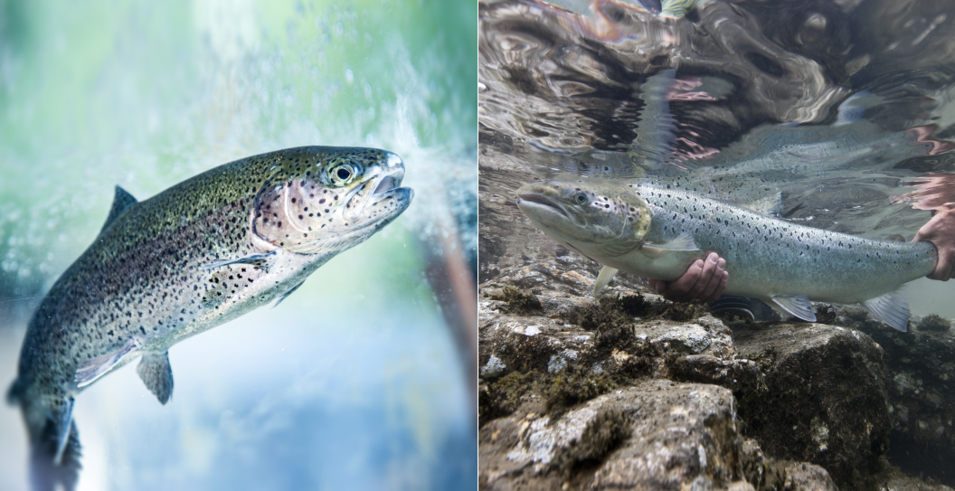 steelhead trout vs. salmon in the water