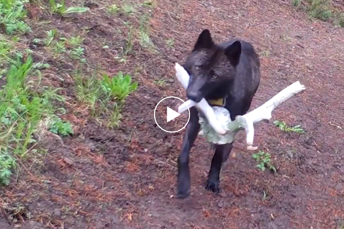 Wolf brings an antler back to the den for the wolf pups.