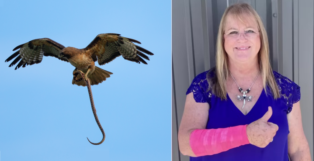 Peggy Jones was attacked by hawk after a snake.
