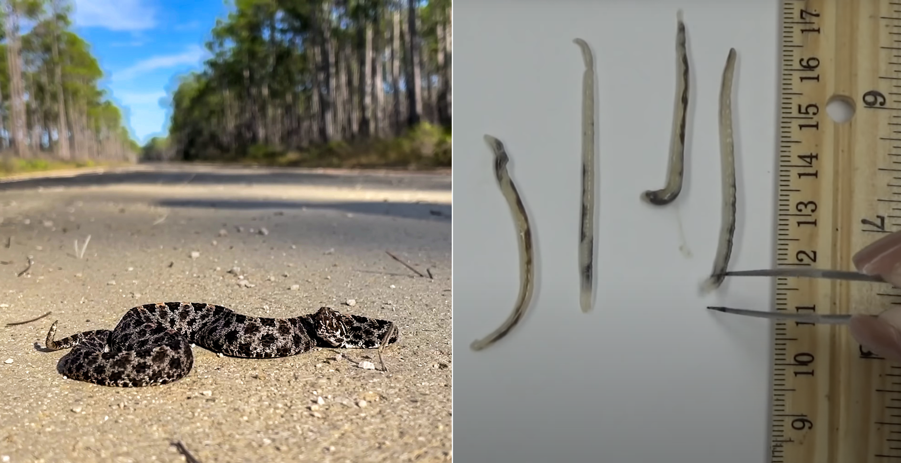 parasitic worms in snake