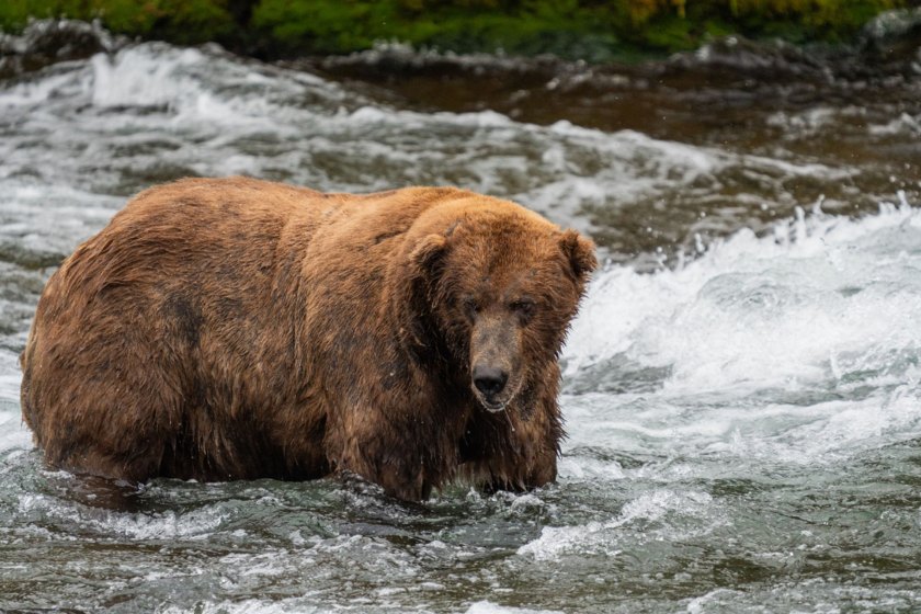 ear 747, Fat Bear Week 2022 champion, stands in a rushing river.