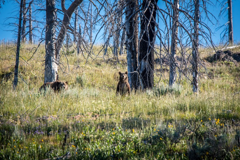 Mother Grizzly and her cub hugging, playing, looking.