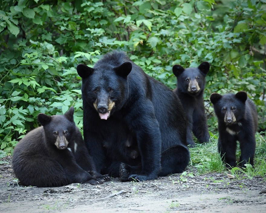 black bear sow and cubs