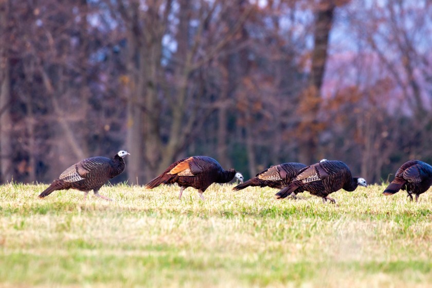 Eastern wild turkeys with a one red phase in Wisconsin