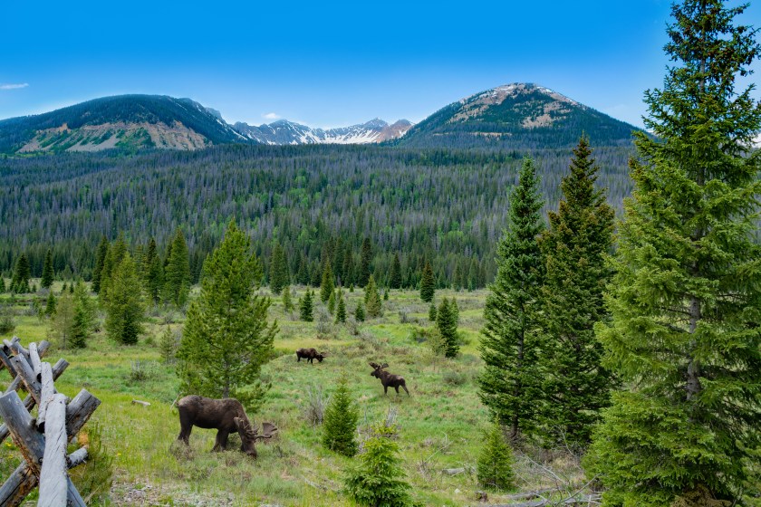 Bull moose grazing on summer day in the mountains. A bull moose walking in Rocky Mountain National Park, Estes Park, Colorado, USA
