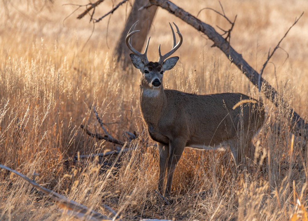 A White-tailed Deer Buck on the Plains