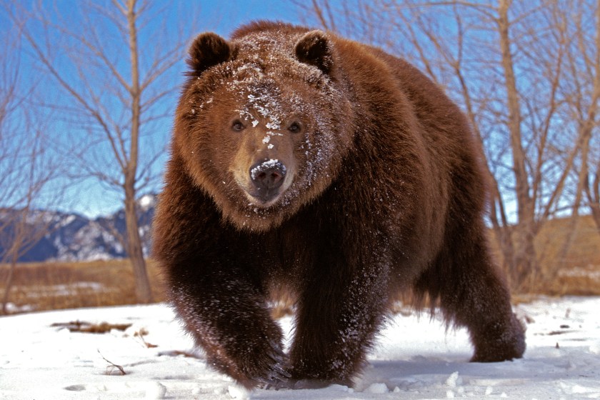 KODIAK BEAR ursus arctos middendorffi, ADULT STANDING ON SNOW, ALASKA