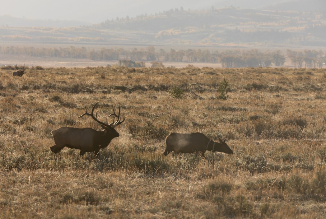 bull and cow elk during the fall rut in Wyoming