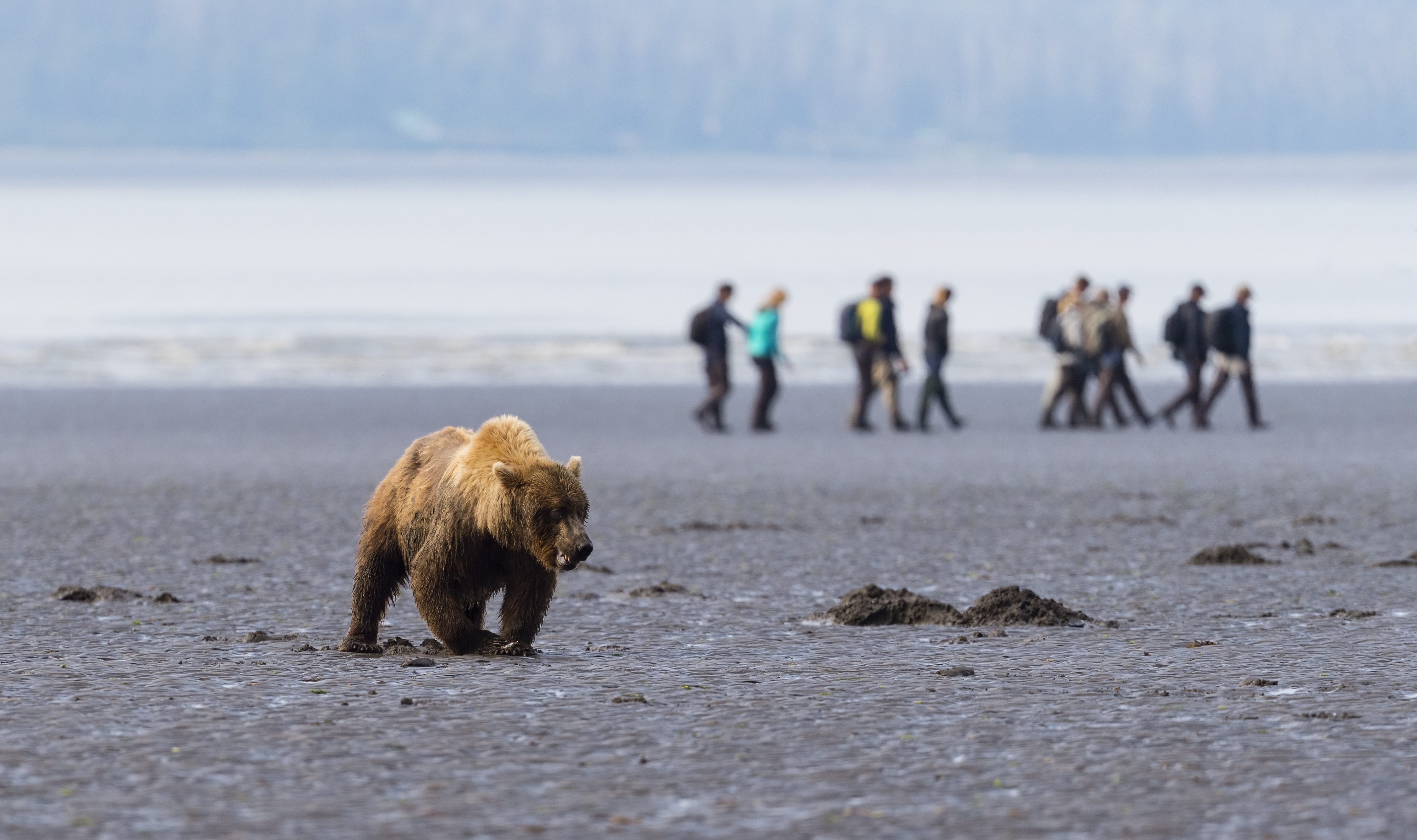 Grizzly bear eating clam, tourists in background.