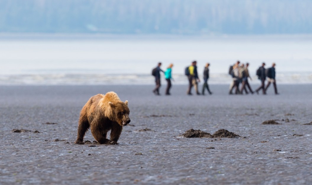 Grizzly bear eating clam, tourists in background.