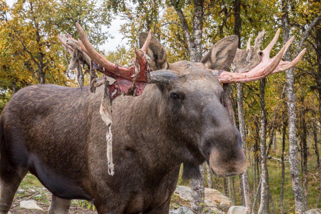 Moose or Elk - Alces alces - male animal, bull shedding velvet from its antlers, red skin hanging down from the antler 