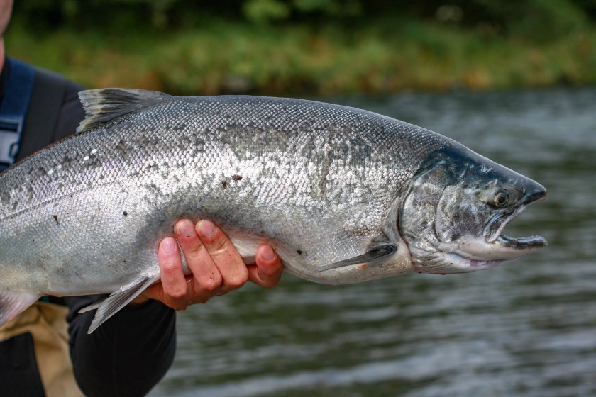 Alaska Fishing silver salmon