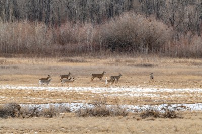 White tail deer heard moving across meadow together
