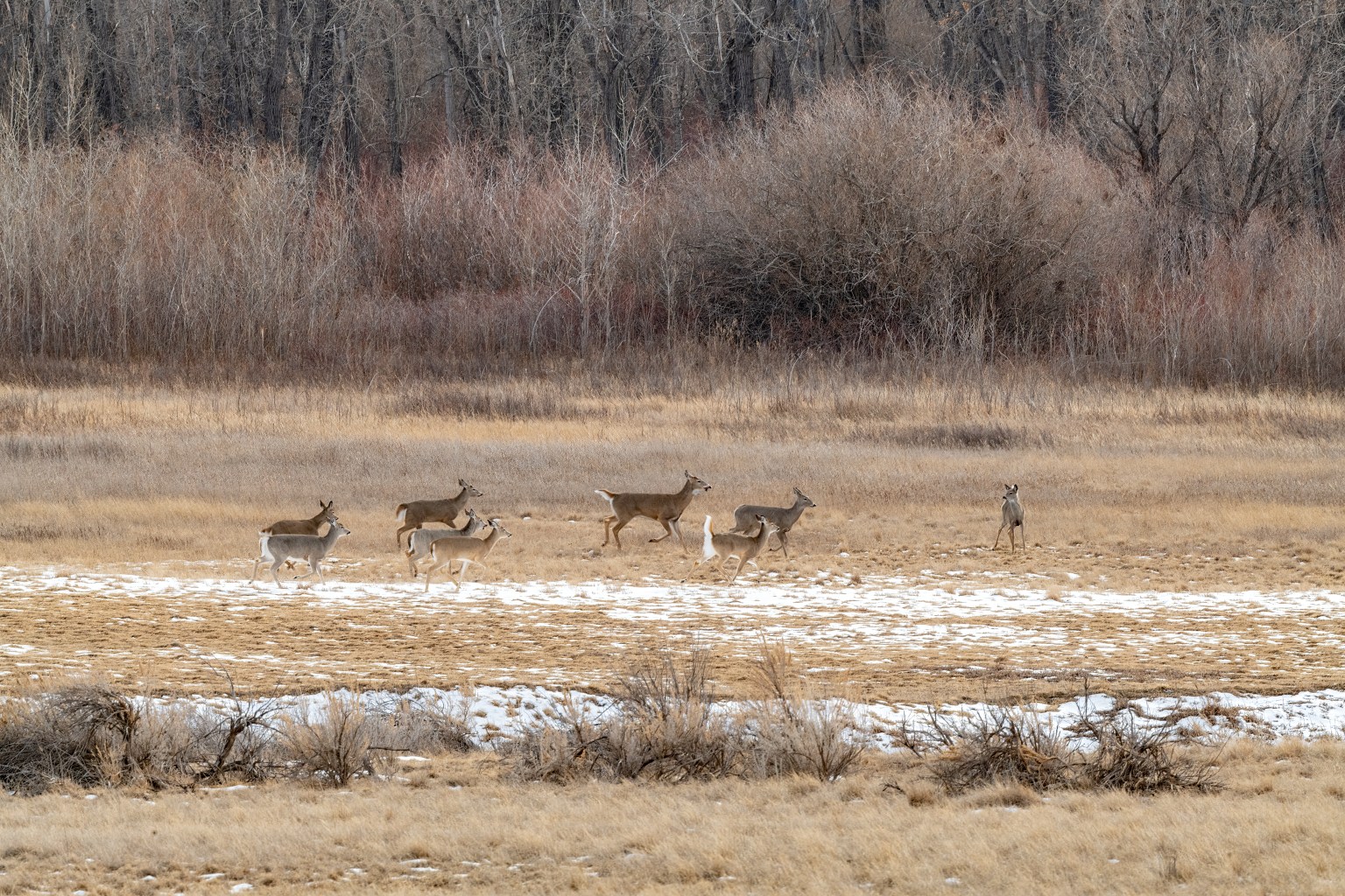 10 Common Whitetail Deer Diseases That Are Plaguing Herds Nationwide