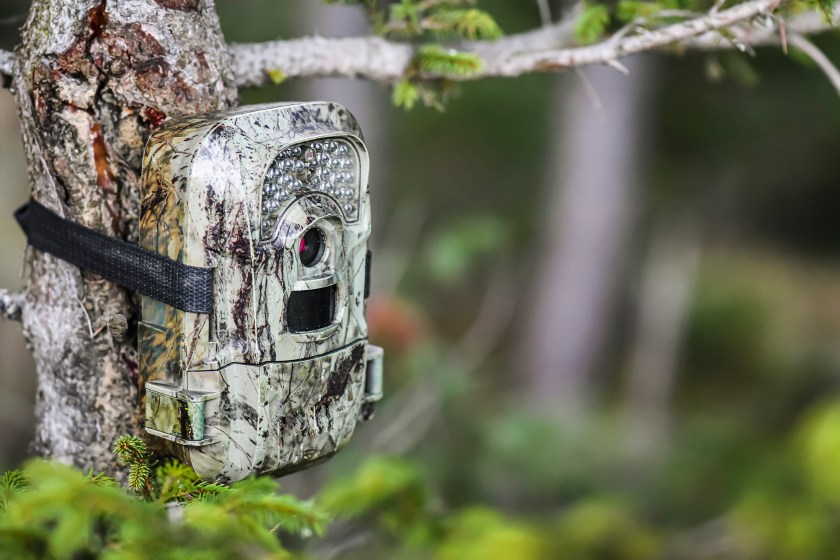Camera trap or photo cameras mounted on spruce tree in deep forest for wild animals location monitoring.