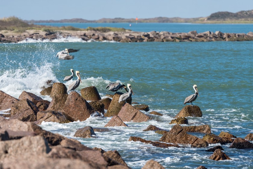 Brown Pelicans, Pelecanus occidentalis, perched on the jetty of the Mansfield Cut, South Padre Island, Texas. Across the channel is the Padre Island National Seashore. (photo by: Jon G. Fuller/VW Pics/ Universal Images Group via etty Images)