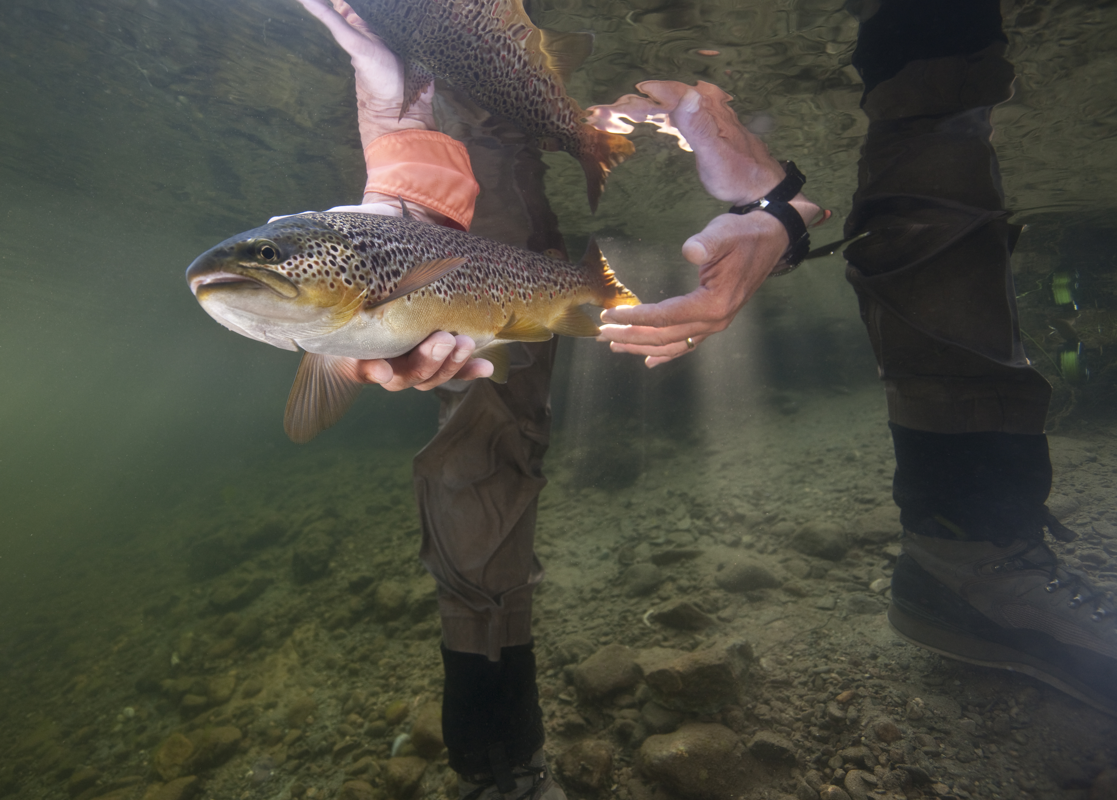 A rare image of a Brown Trout that is being released back to the wild. This is an underwater shot that has been taken in a crystal clear river in Norway. Brown Trout are probably the most popular quary for fly fisherman world wide.