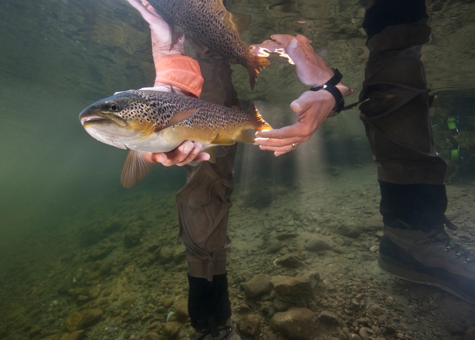 5 Best Trout Streams in the Eastern United States Wide Open Spaces