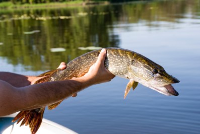 Releasing a Northern Pike back to the water.