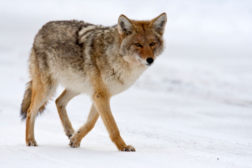 coyote