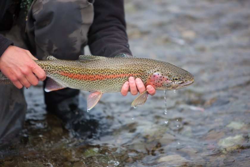 Alaska Rainbow trout