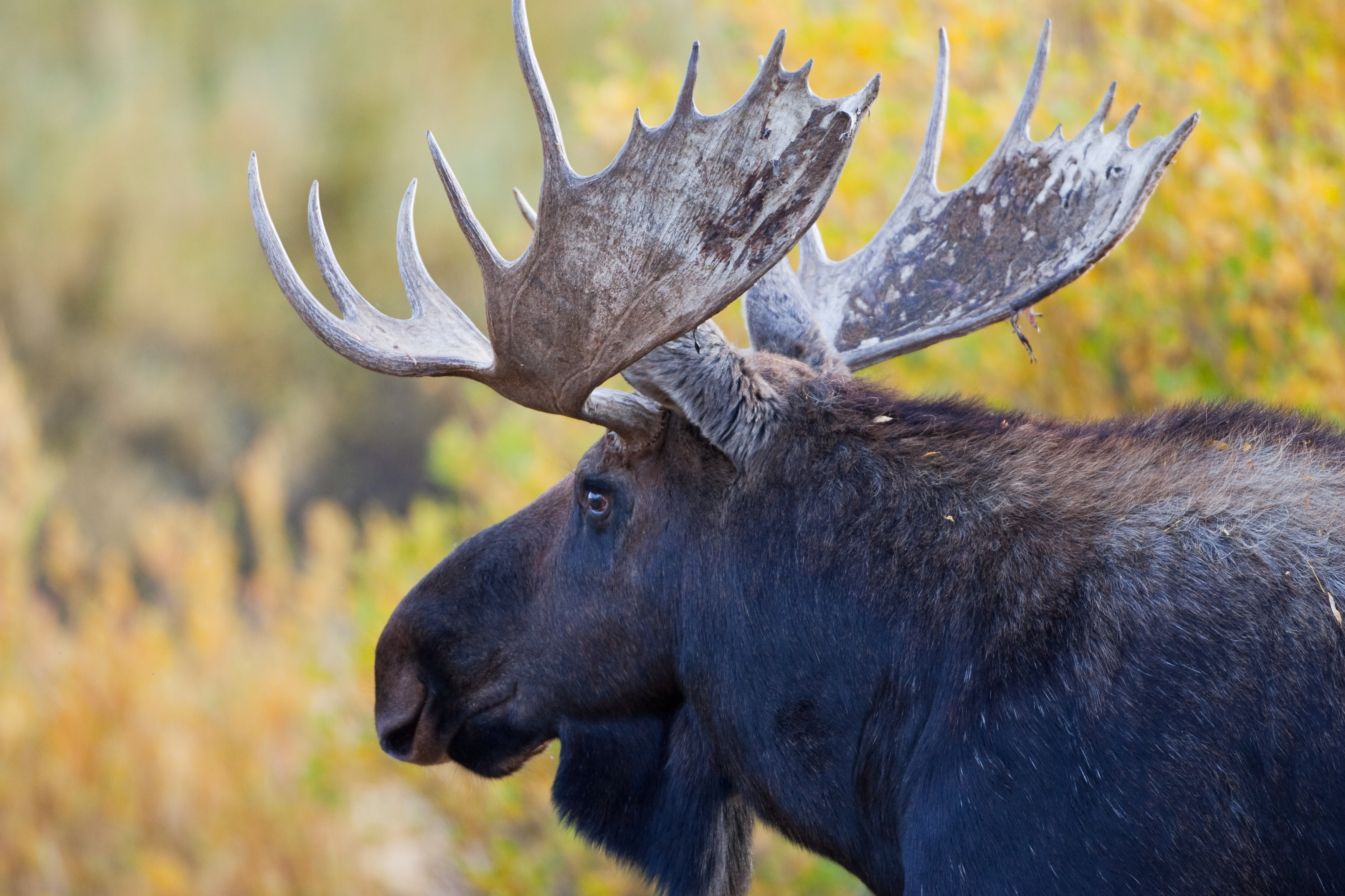 "Bull Moose Closeup Grand Teton National Park, Wyoming MORE MOOSE"