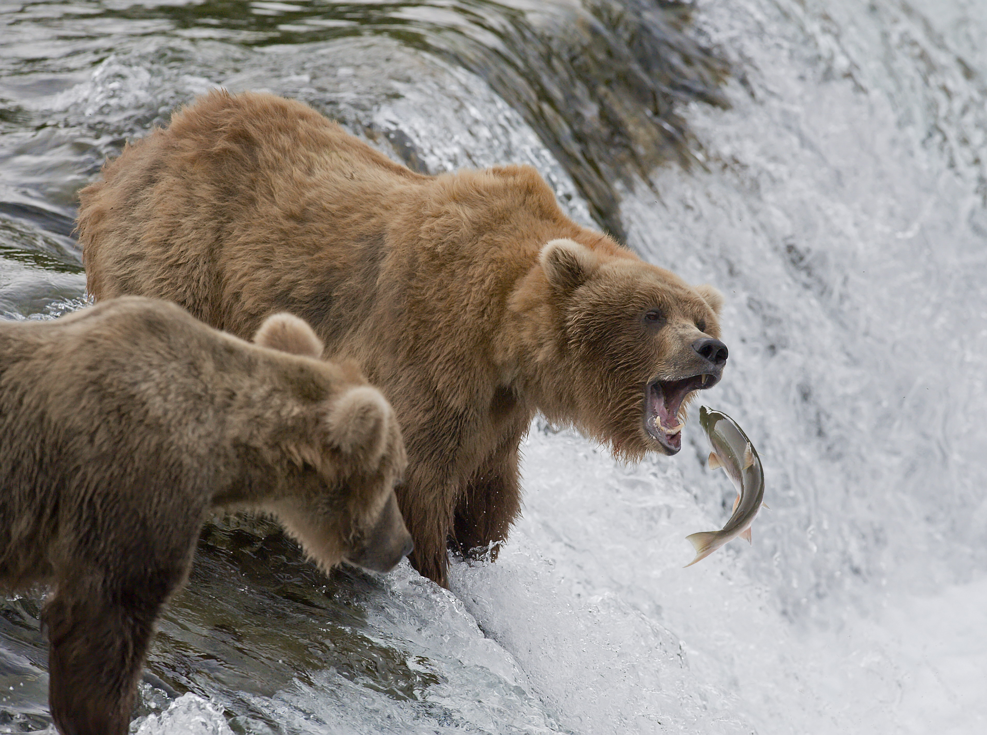 a brown bear fishing in alaska