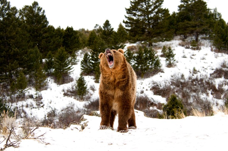 The Biggest Black Bears Ever Hunted Wide Open Spaces
