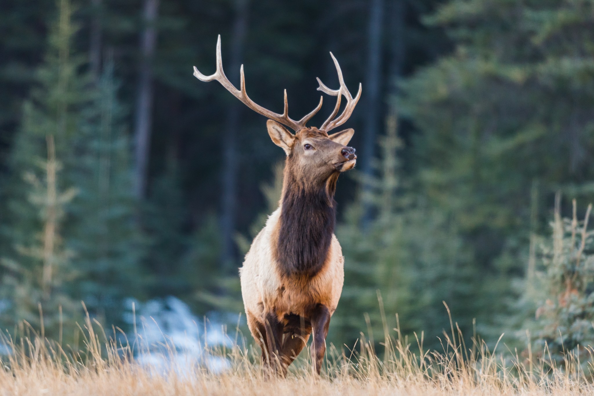 World Record Non-Typical American Elk Gets Confirmation - Wide Open Spaces