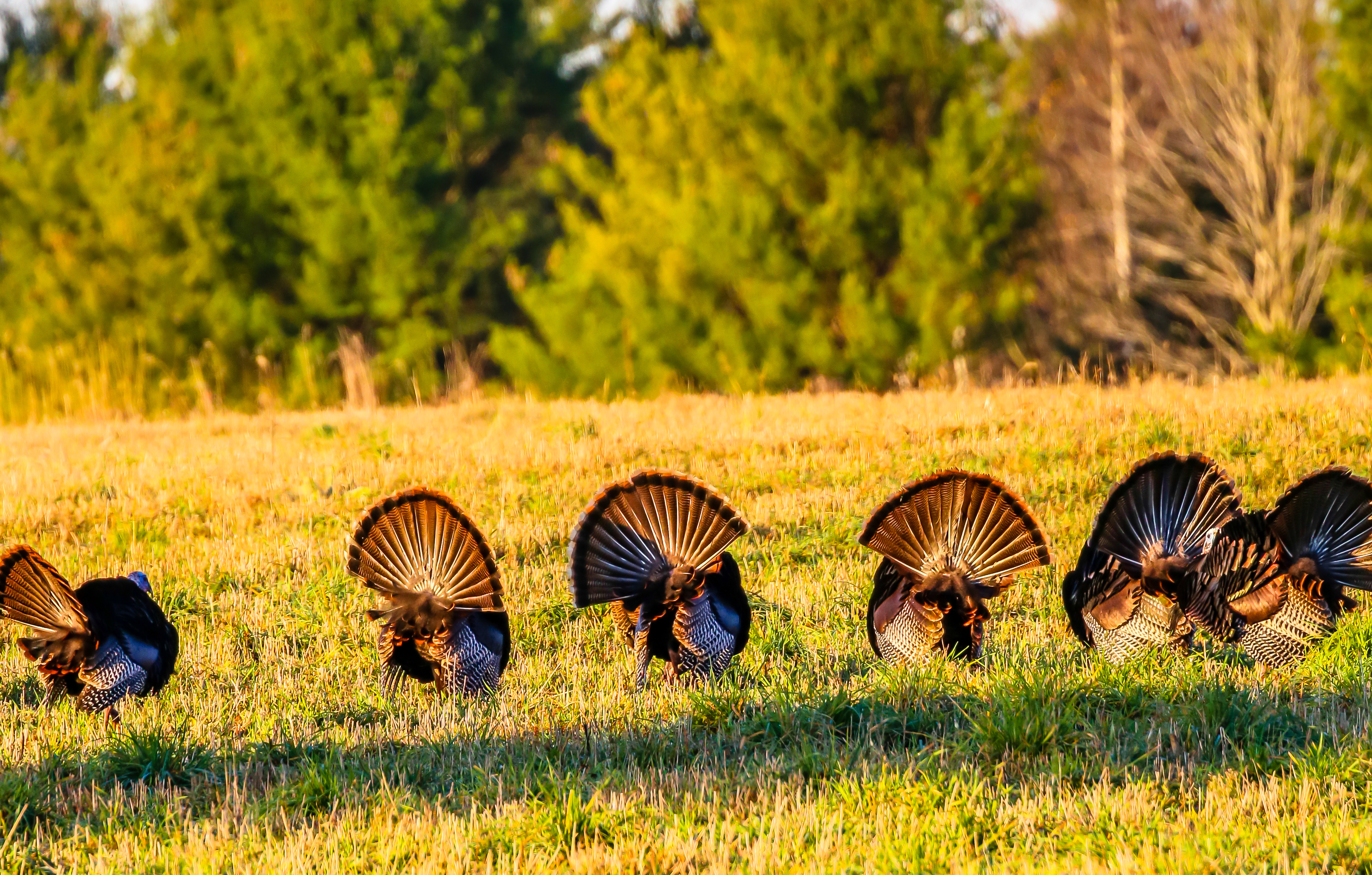 Six wild turkeys with their tail feathers spread and backs facing.