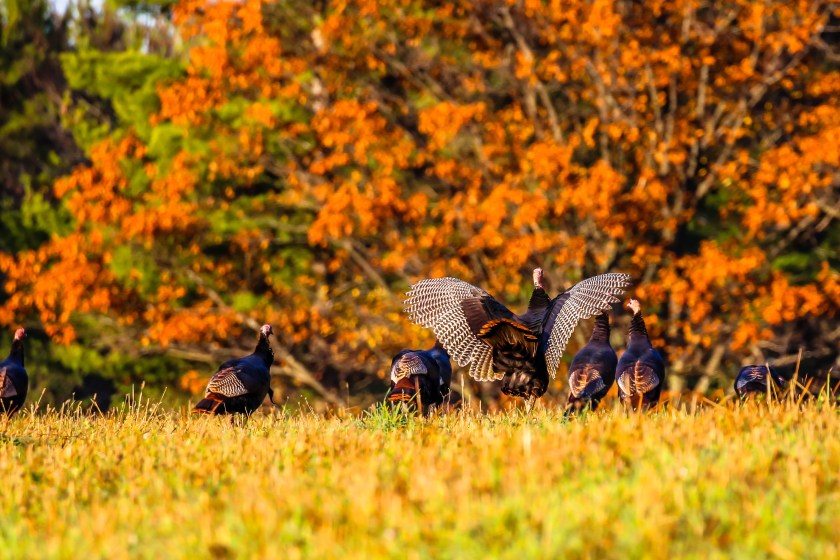 Flock of wild turkeys with a tom with his wings spread out in the autumn.