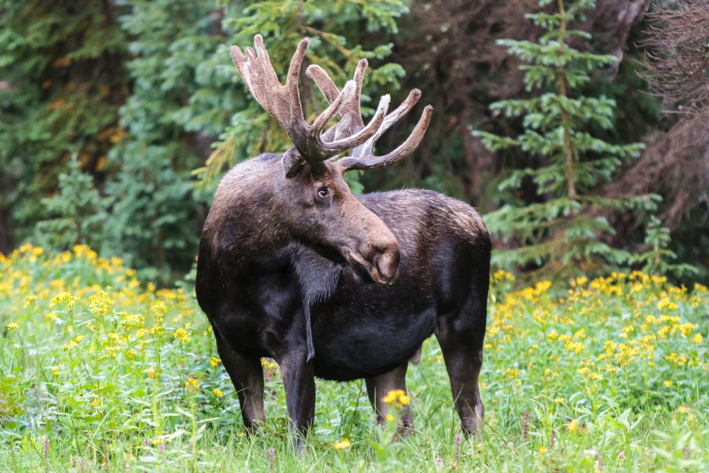 Shiras bull moose in the Rocky Mountains of Colorado.