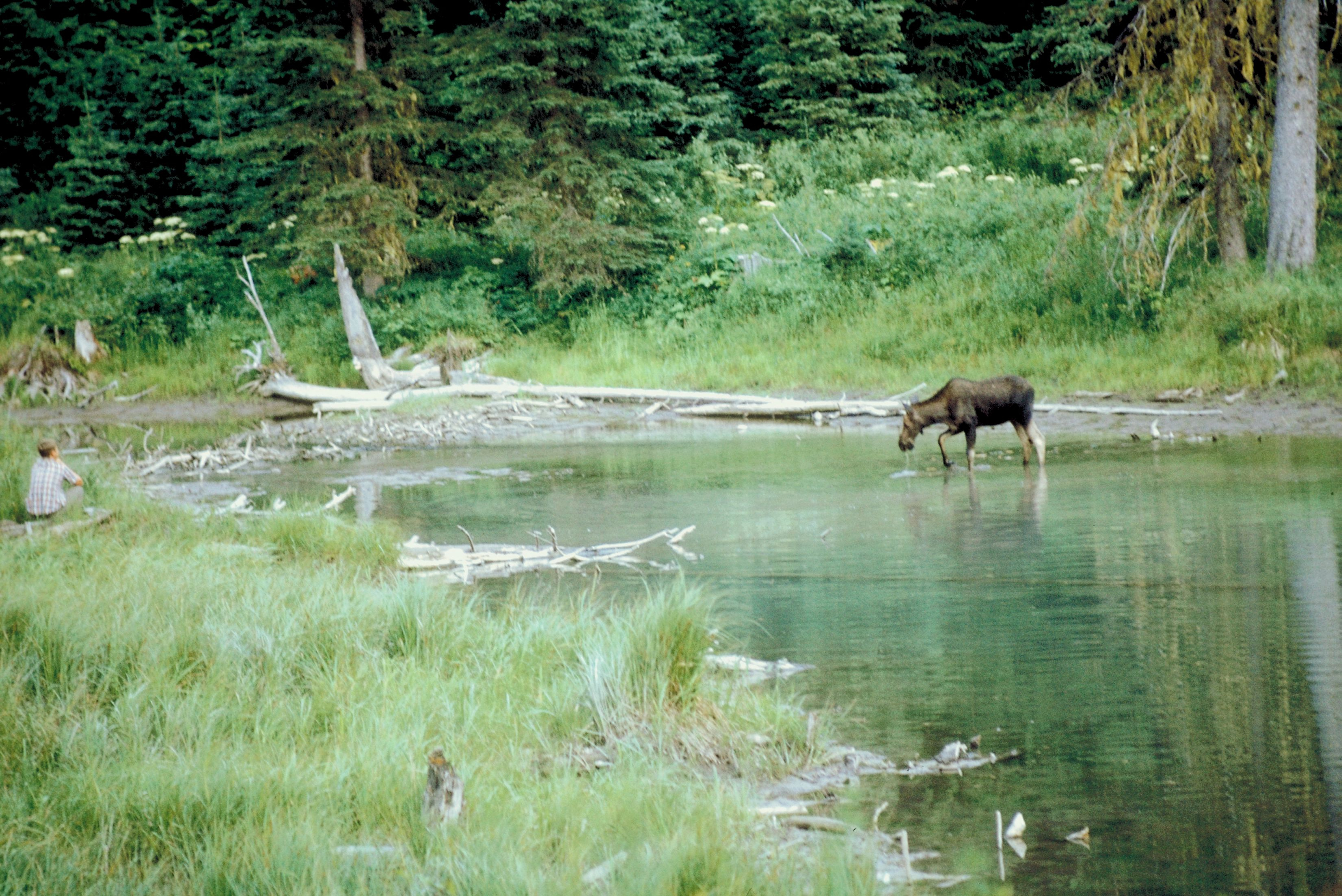moose in a pond
