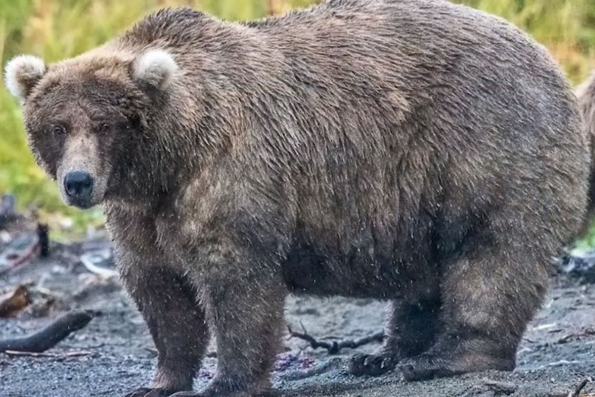Grazer, 2023