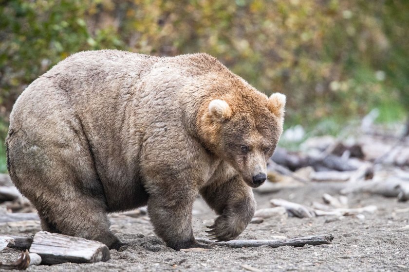 435 Holly, Fat Bear Week 2019 Champion