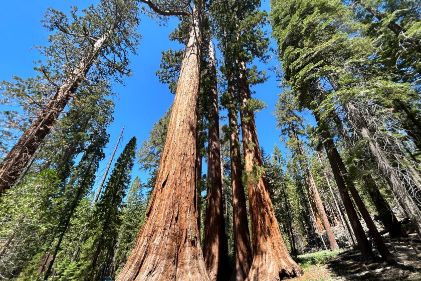 Large trees found in the Mariposa Grove of Giant Sequoias Trail 