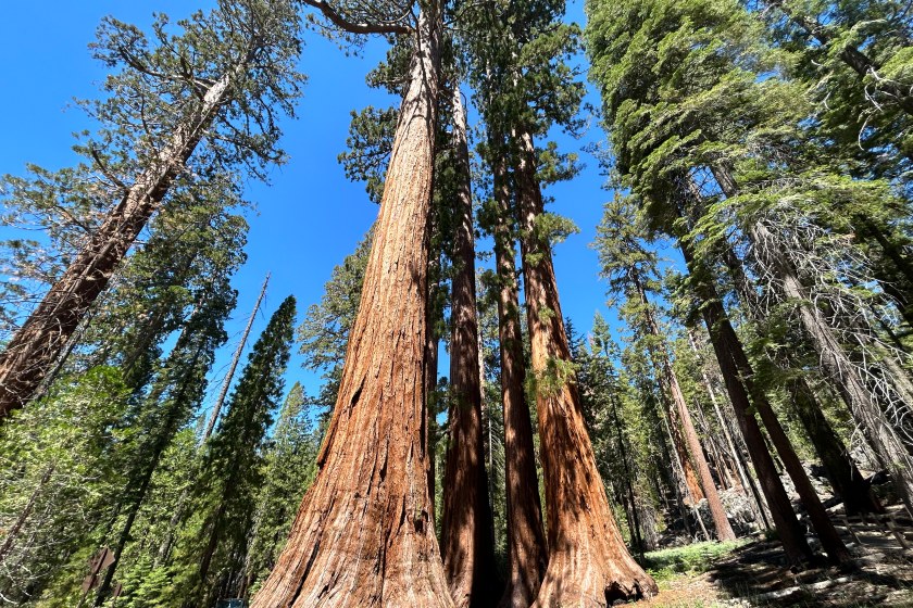 Large trees found in the Mariposa Grove of Giant Sequoias Trail