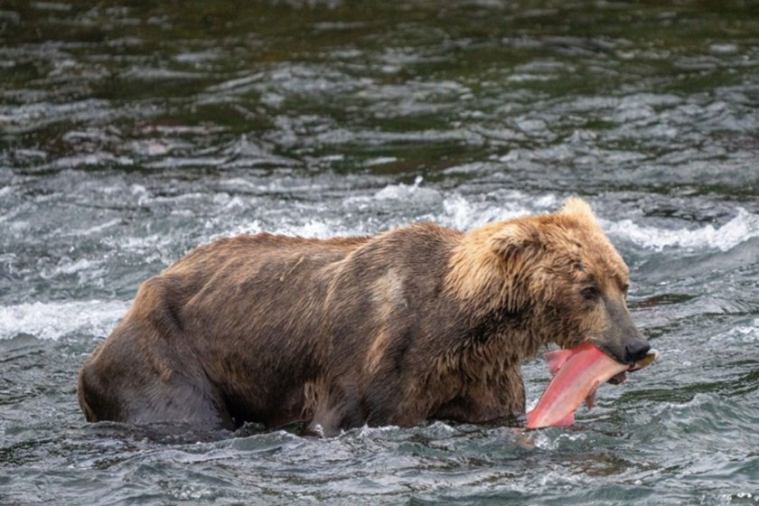 Otis arrives at the river, 2023