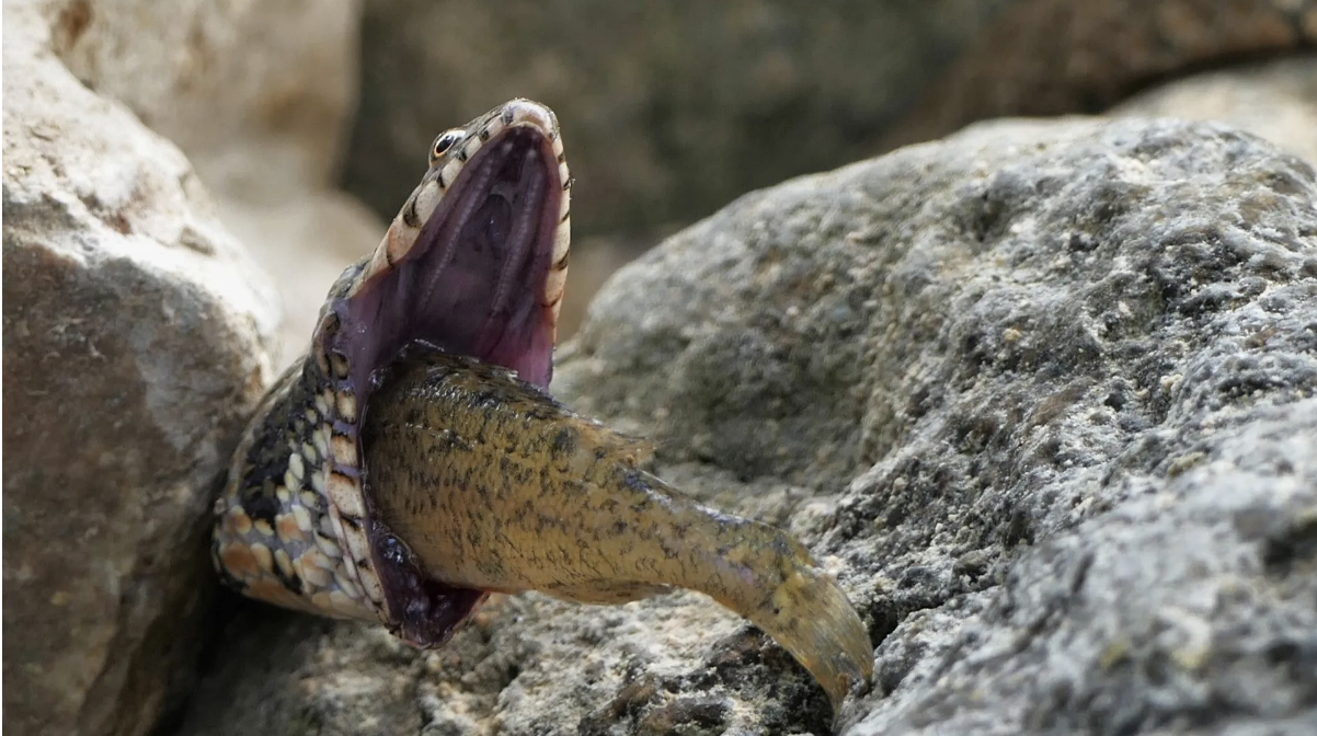 Viperine snake chokes on a Ruffe