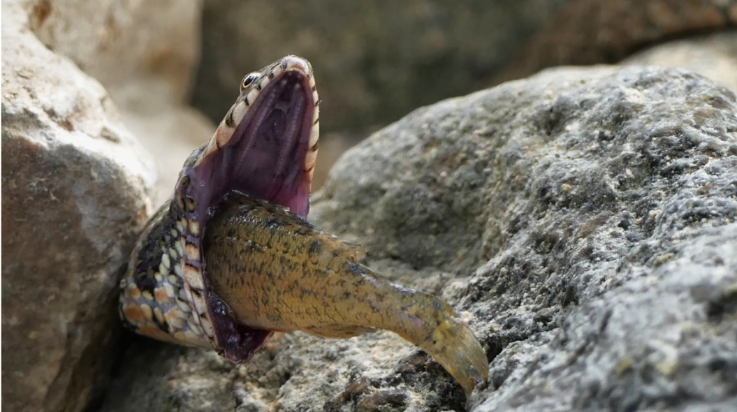 Viperine snake chokes on a Ruffe