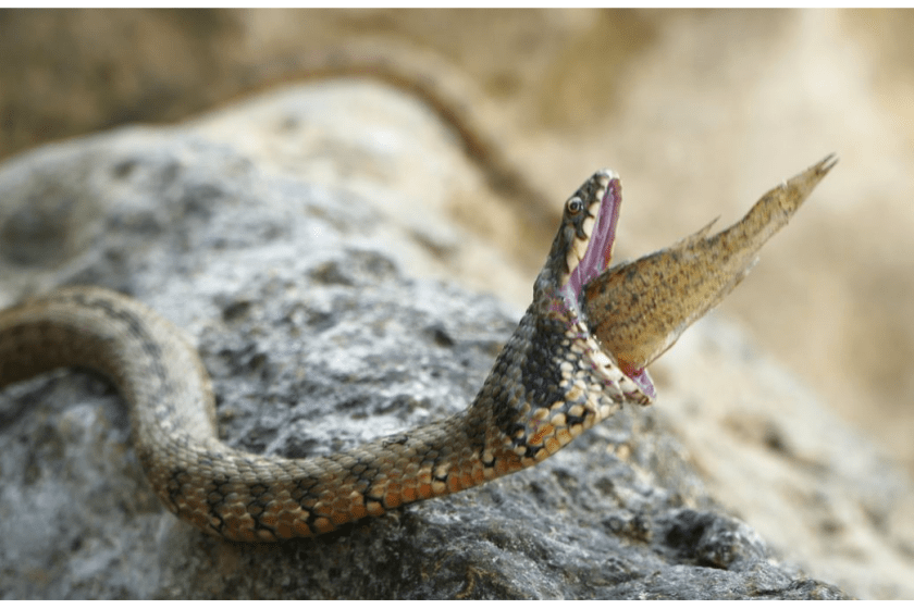 snake choking on spiny fish
