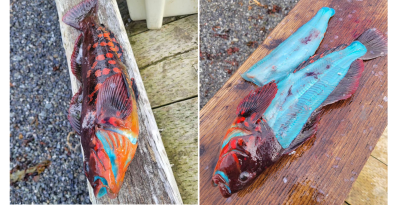 bright blue lingcod greenling