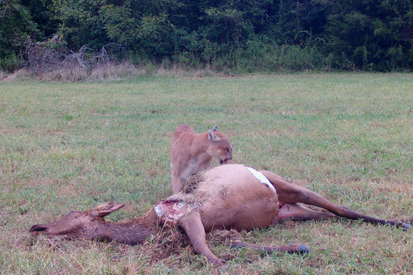 missouri mounatin lion eating elk