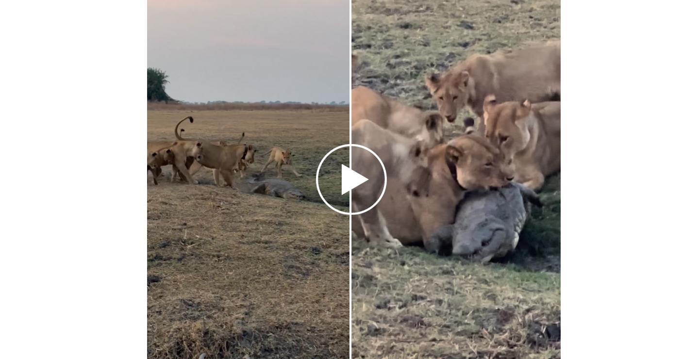 lionesses take on nile crocodile in Africa