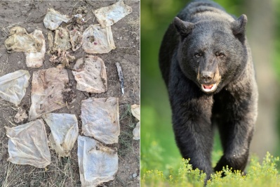 Trash CPW found inside bear; black bear